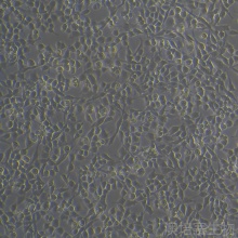 RSC96（大鼠雪旺细胞）