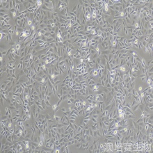 104C1（豚鼠胚胎细胞）
