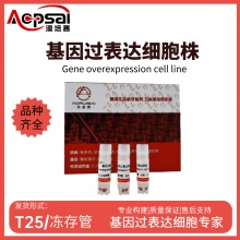 PC3细胞ACSM5基因过表达细胞株