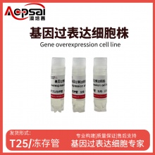 U87MG细胞ACTL6B基因过表达细胞株